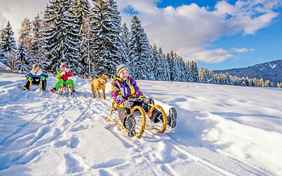 Beim Schlittenrennen macht auch Hofhund Amika mit - Foto: Bethel Fath